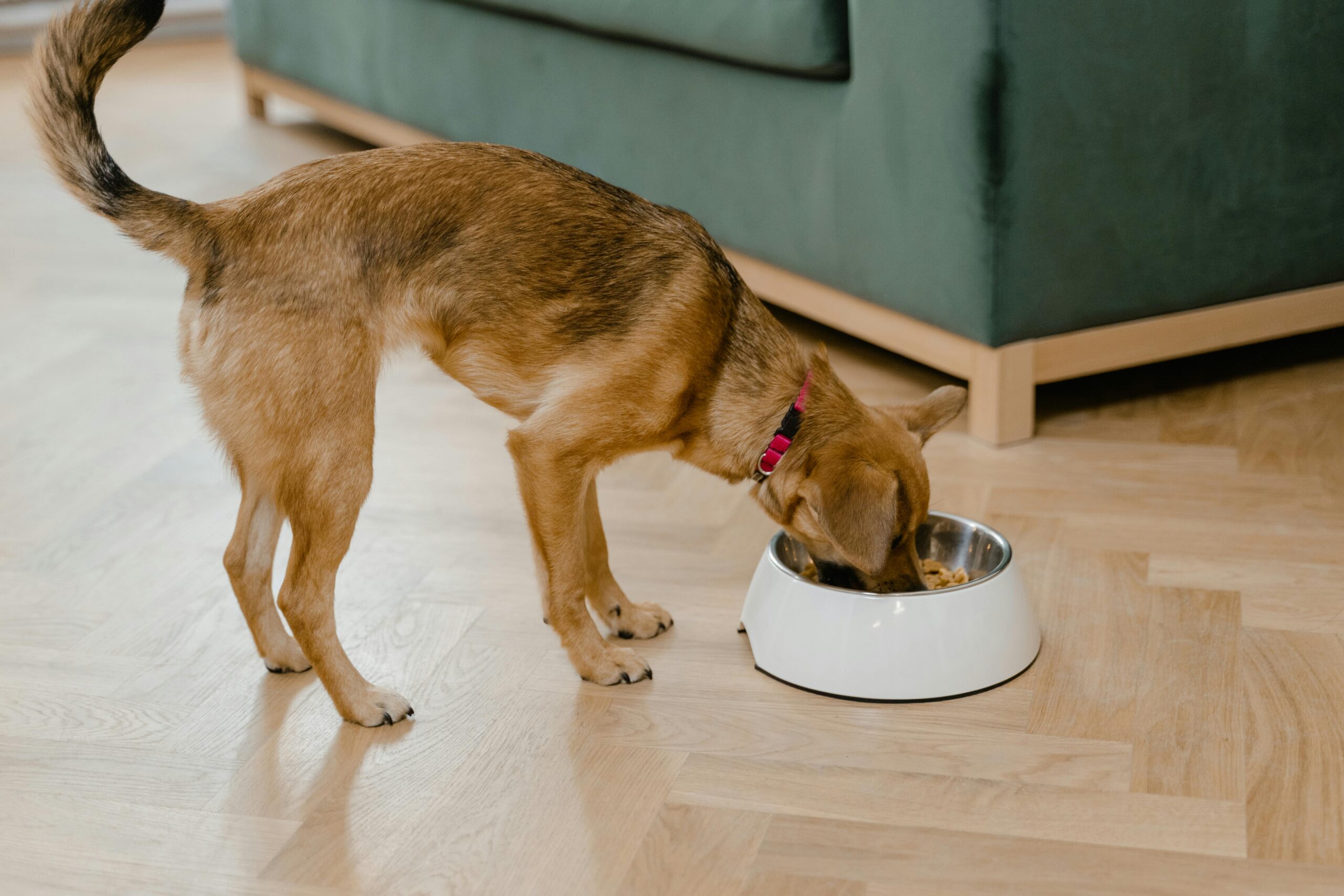 Dry Food post thumbnail image